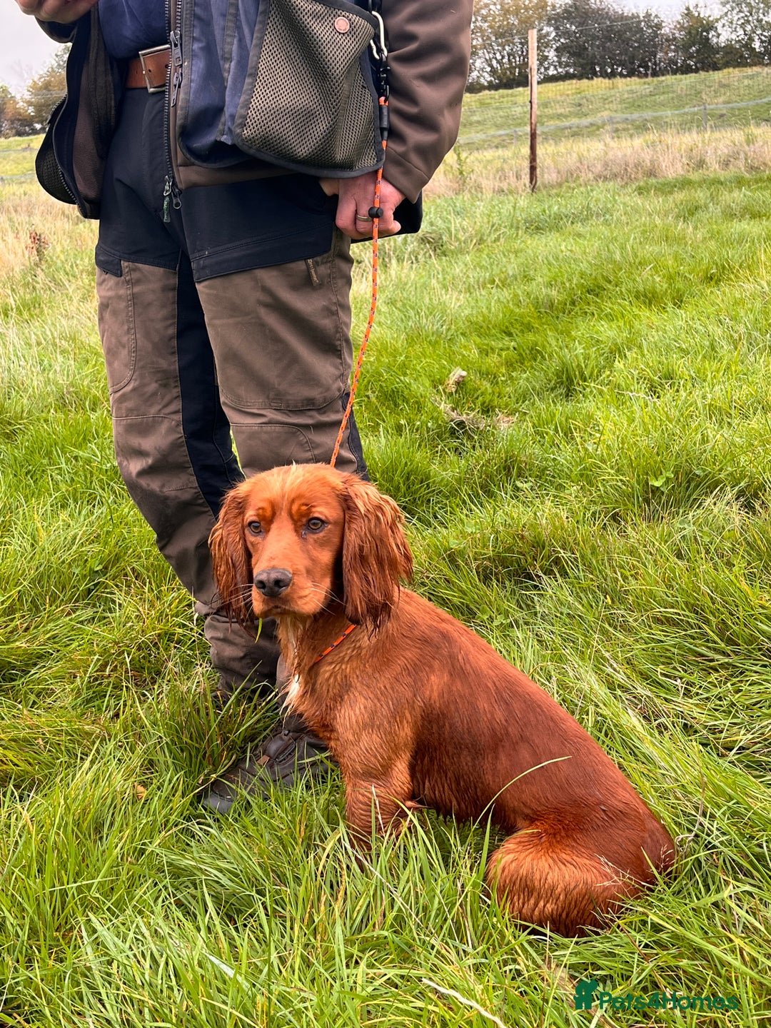 Cocker Spaniel dogs for stud: FTCH x FTCH KC Cocker Spaniel Stud - Advert 5