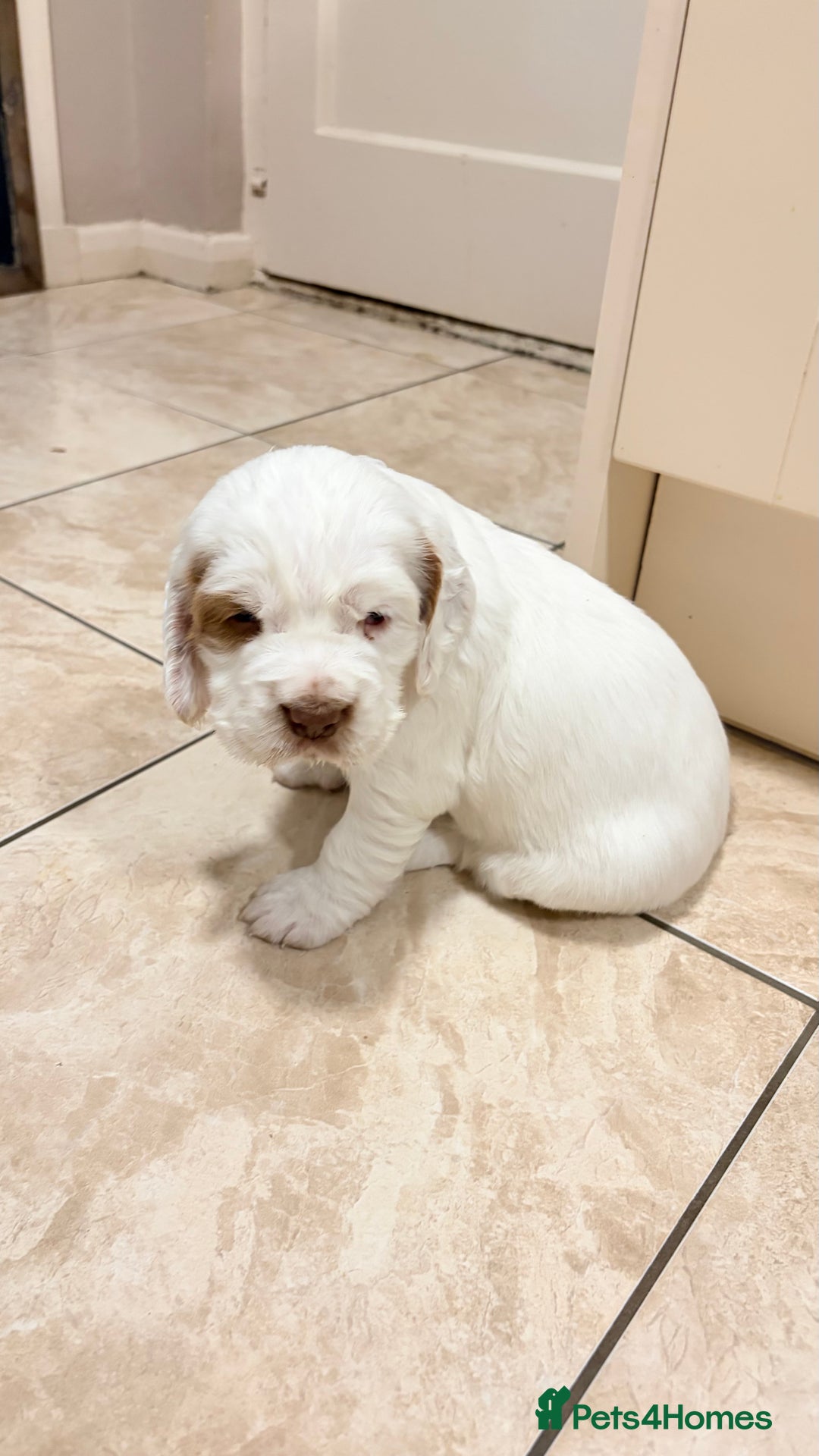 Clumber Spaniel dogs for sale: Clumber Spaniel Puppies For Sale  - Advert 4