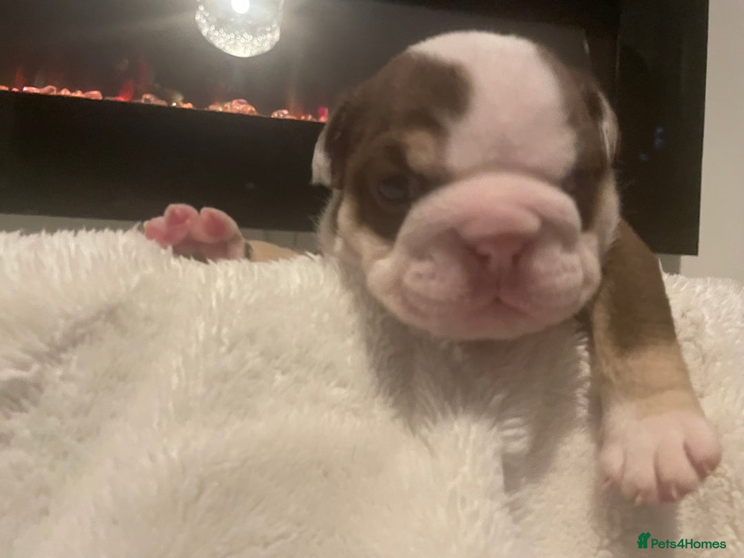 English Bulldog dogs for sale: TOP CLASS  English Bull Dog puppies  - Advert 36