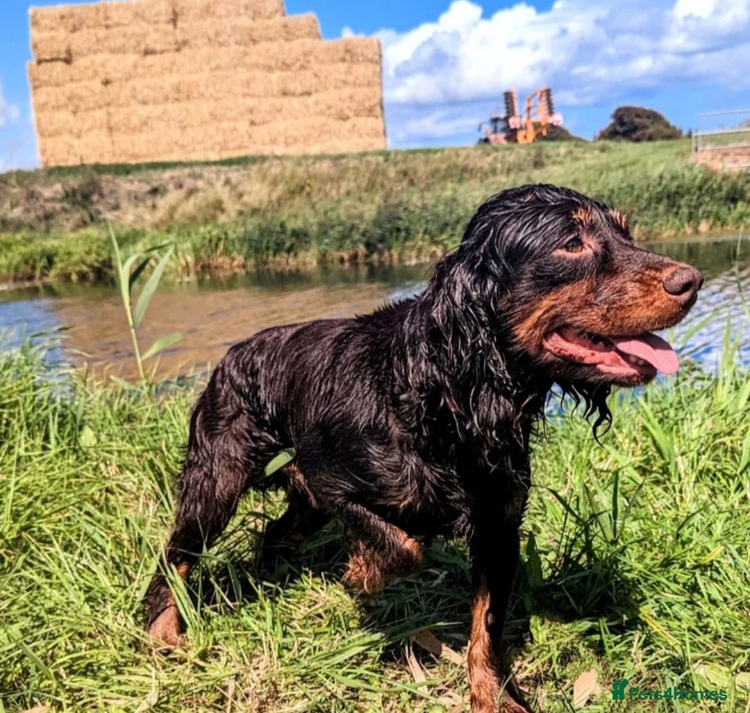 Cocker Spaniel dogs for sale: WORKING dna clear cocker spaniels  - Image 10