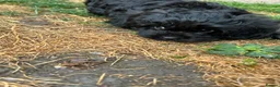 Cavapoo dogs for sale: ⭐️4 Stunning little black cavapoos⭐️ - Advert 17