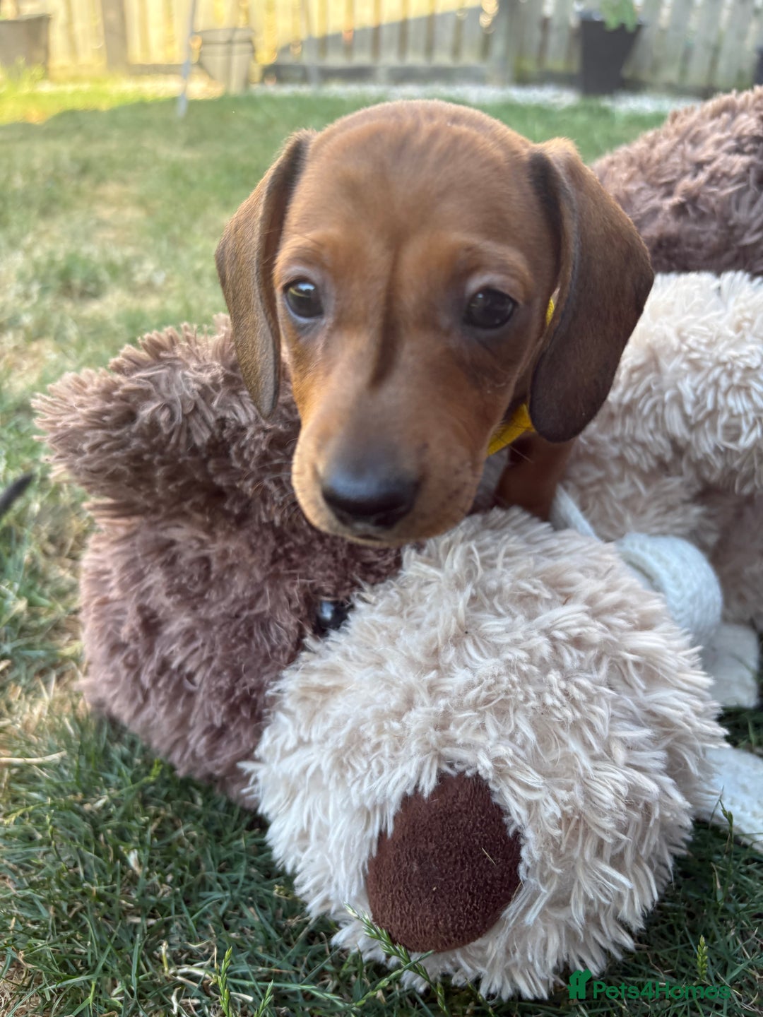 Miniature Dachshund dogs for sale: Almost ready to leave!Amazing Miniature Dachshunds in Doncaster - Image 20