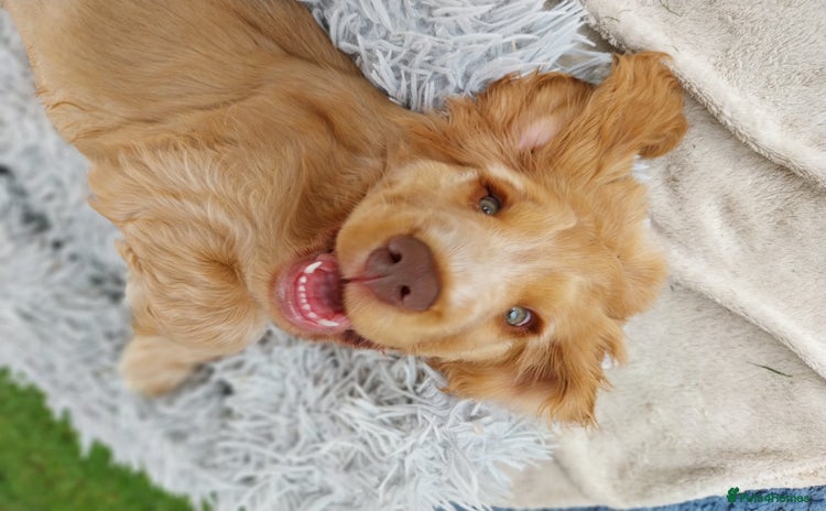 Cocker Spaniel dogs in Dereham - Advert 7