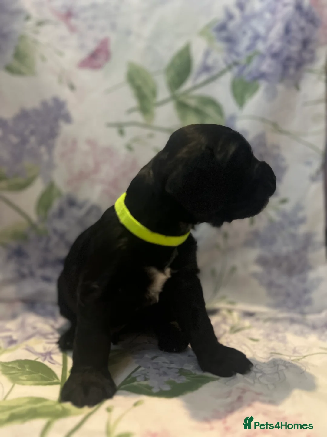 Cocker Spaniel dogs for sale: Working cocker spaniel puppies - Advert 22