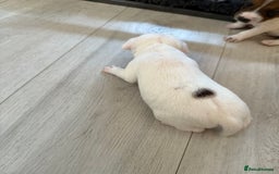 Parson Russell dogs for sale: 3 Male Parson Jack Russell’s for sale  - Image 9