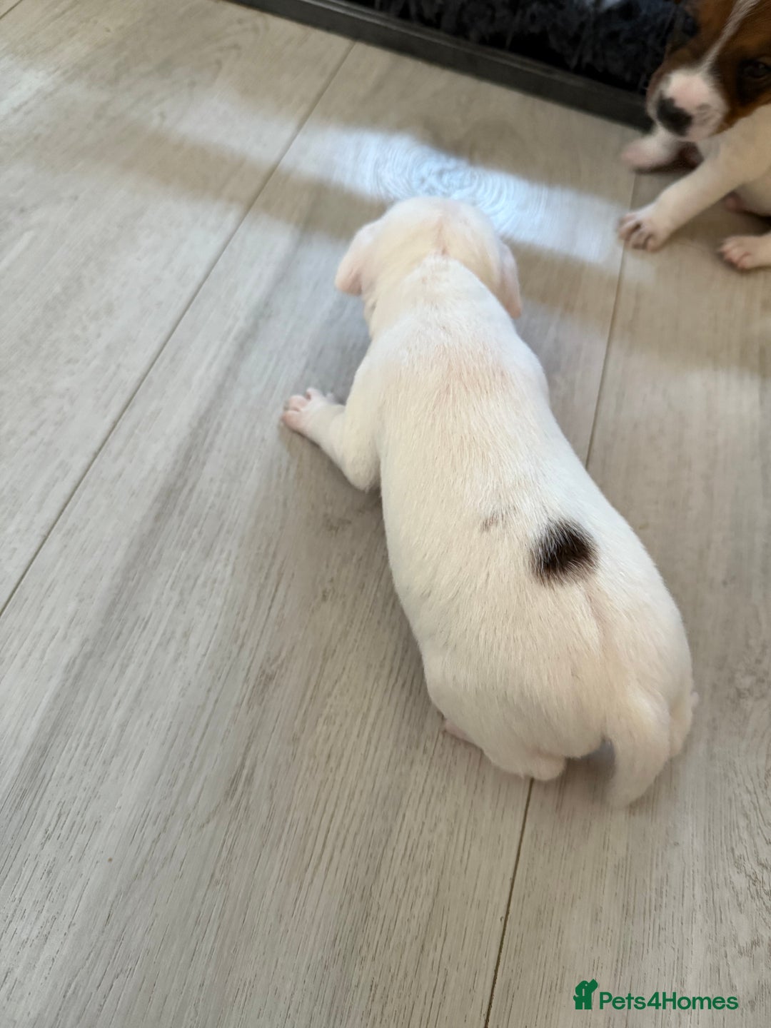 Parson Russell dogs for sale: 3 Male Parson Jack Russell’s for sale  - Image 9