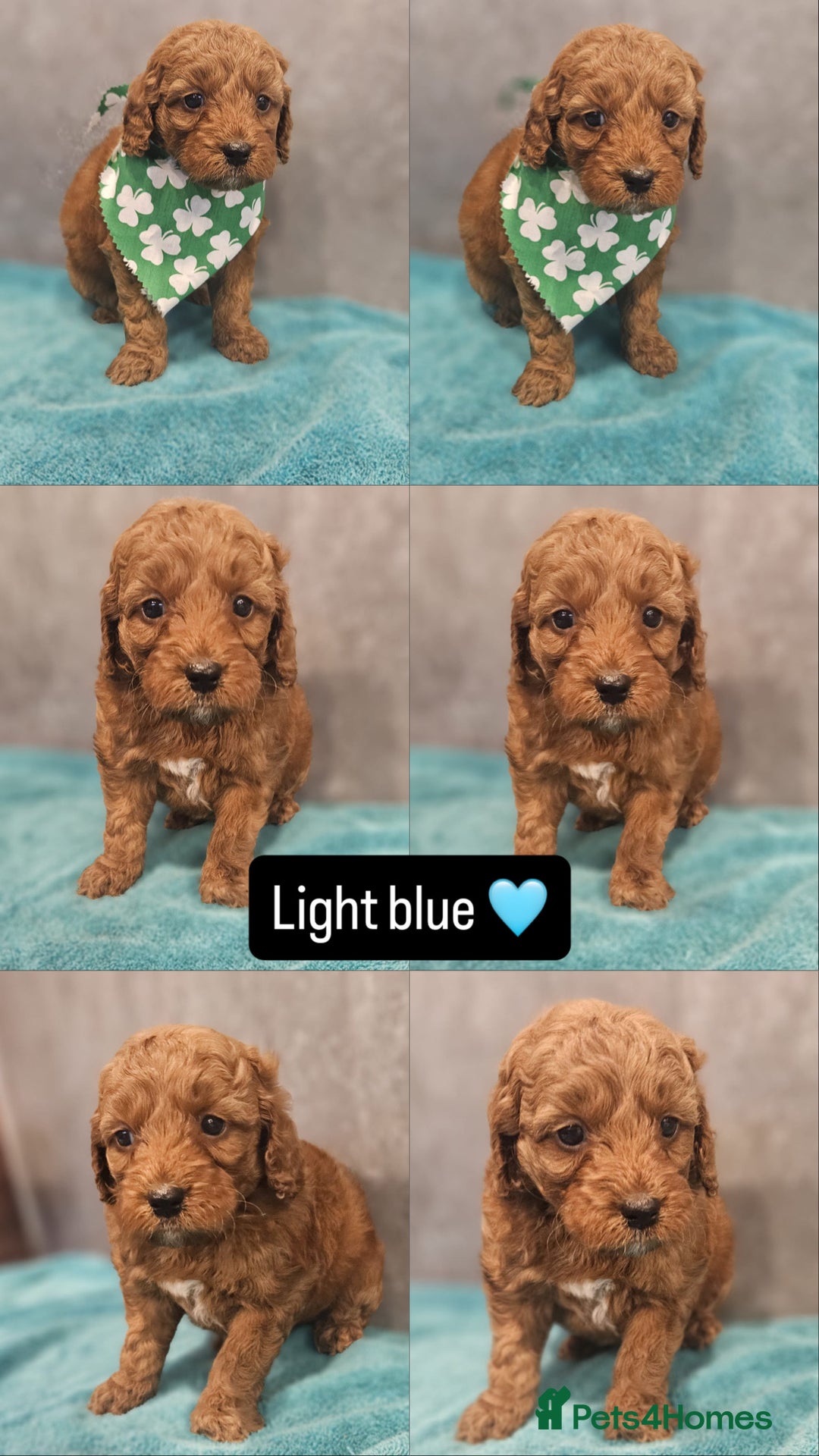 Irish Doodle dogs for sale: Irish doodle puppes - Advert 8