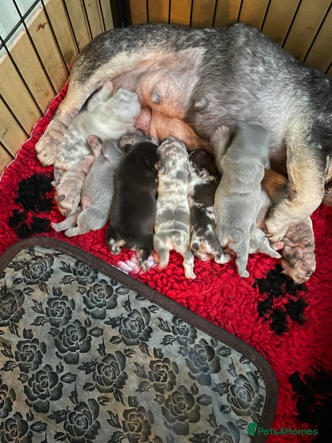 French Bulldog dogs for sale: Beautiful Merle French bulldogs  - Advert 5