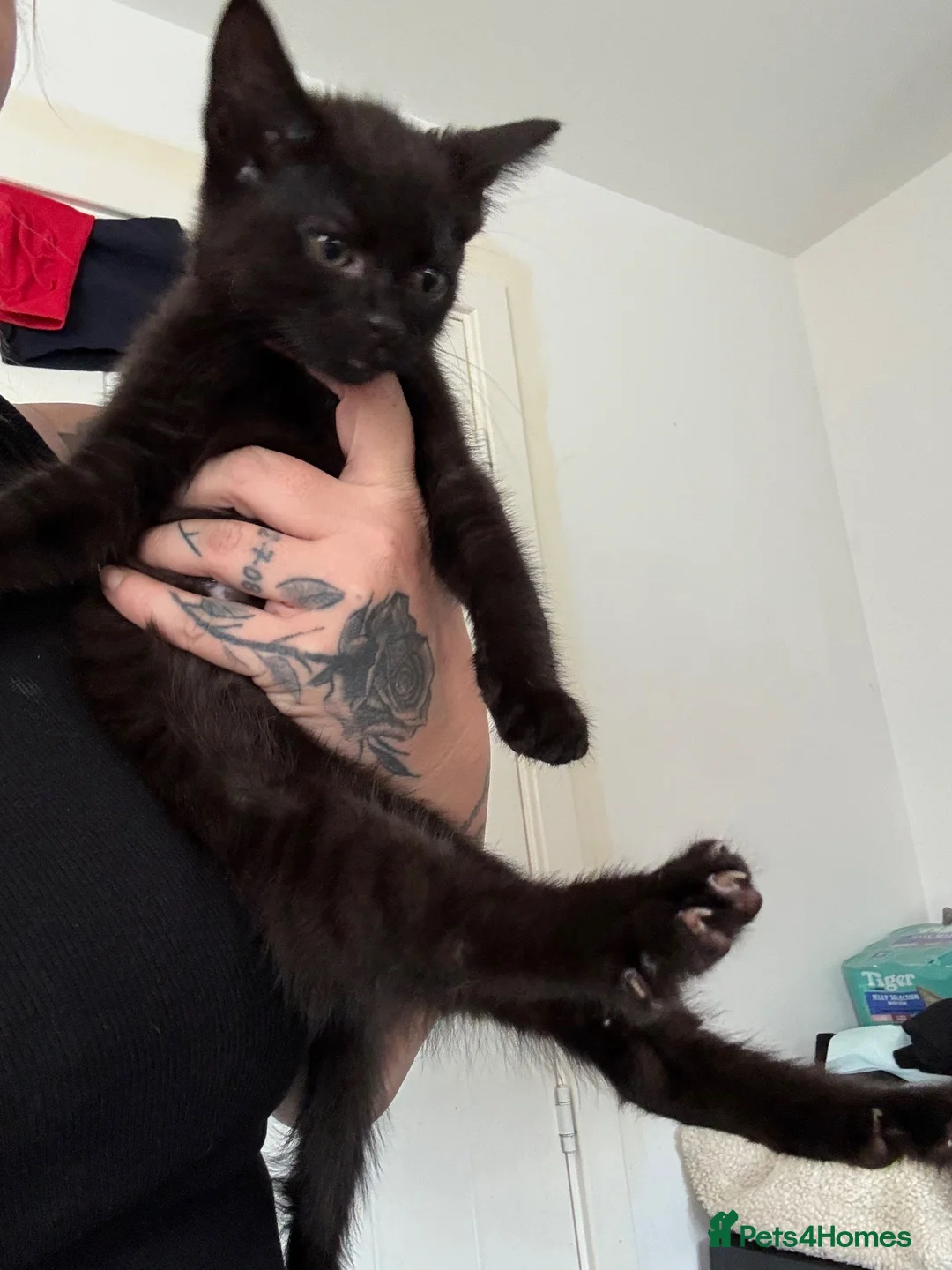 Domestic Shorthair cats for sale: X3 female kittens  - Advert 2