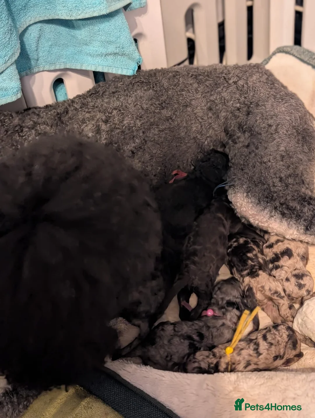 Goldendoodle dogs for sale: Unique goldendoodle puppies  - Advert 7