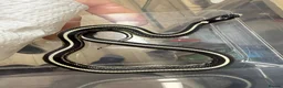 Corn Snake reptiles for sale: !! Wide range of baby Cornsnakes for sale !! - Advert 6