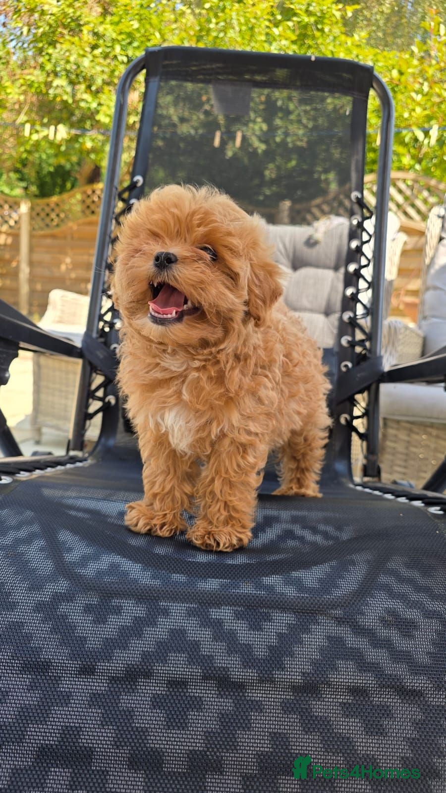 Maltipoo dogs READY TO LEAVE TODAY Tiny Toy Maltipoo puppies 🐶 - Advert 12