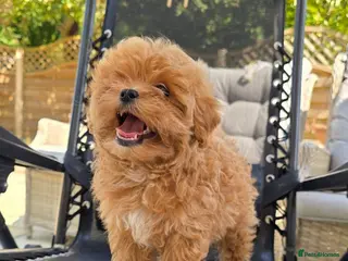 Maltipoo dogs READY TO LEAVE TODAY Tiny Toy Maltipoo puppies 🐶 - Advert 12