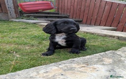 Cocker Spaniel dogs for sale: Cocker spaniel puppies  - Image 4