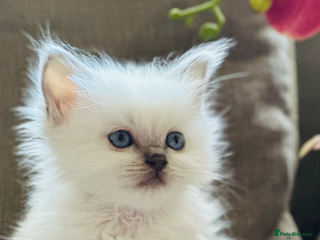 Ragdoll cats 🦋 STUNNING GCCF BLUE-STORM 🦋 - Advert 12