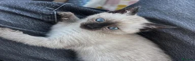 Siamese 2
