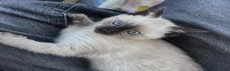 Siamese cats for sale: The Crown Jewels of Companionship-Siamese Kittens in Norwich - Advert 7