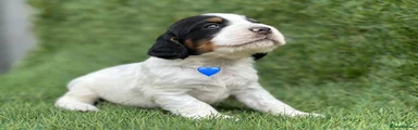 Cocker Spaniel 5