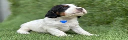 Cocker Spaniel dogs for sale: Outstanding Cocker Spaniel Puppies - Advert 3