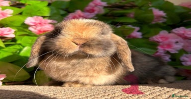 Mini Lop rabbits - Advert 7