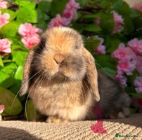 Mini Lop rabbits - Advert 2