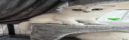 Scottish Fold cats for sale: 💞Beautiful Chinchilla Scottish fold kittens 💞🐾 - Advert 16