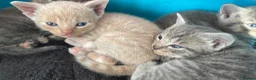 Mixed Breed cats for sale: Kittens  - Advert 5