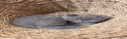 British Shorthair cats for sale: Fluffy British Shorthair kittens in Scunthorpe - Advert 7