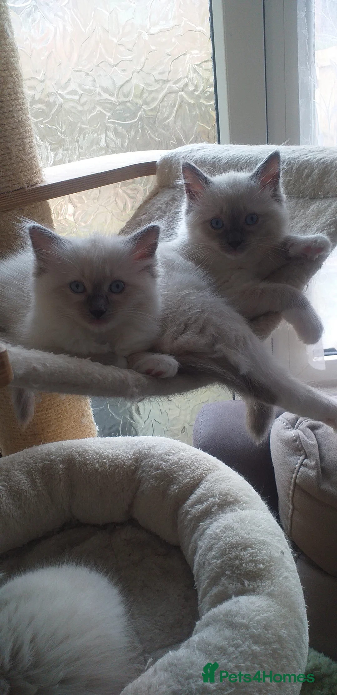 Ragdoll cats for sale: Beautiful Ragdoll Kittens - Advert 8