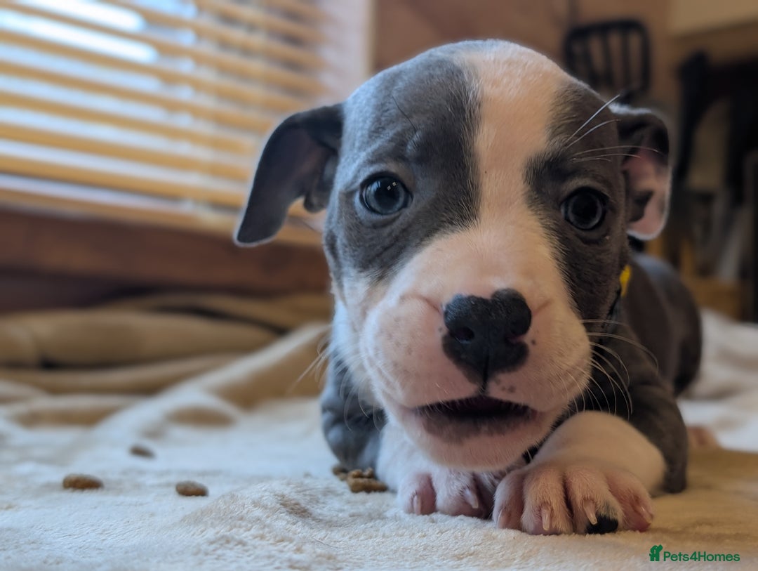 Staffordshire Bull Terrier dogs for sale: Blue/blue&white staffs - Image 6