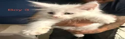 Maine Coon cats for sale: Stunning Pure bred tica registered Mainecoons  - Advert 12