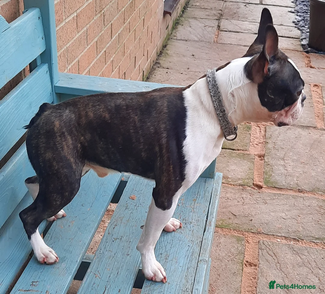 Boston Terrier dogs for stud: Brindle Male Stud in Middlesbrough - Advert 2