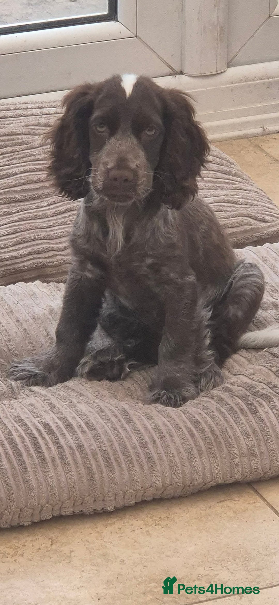 Cocker Spaniel dogs for sale: Beautiful Show Cocker Chocolate Roan Girl  - Advert 2