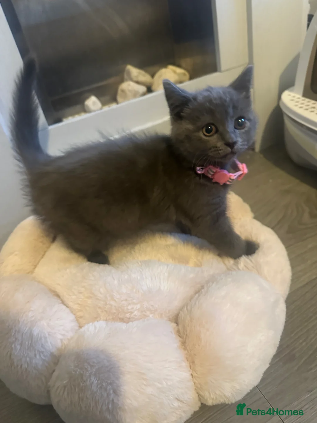 Mixed Breed cats for sale: British short hair mixed kitten  - Advert 2