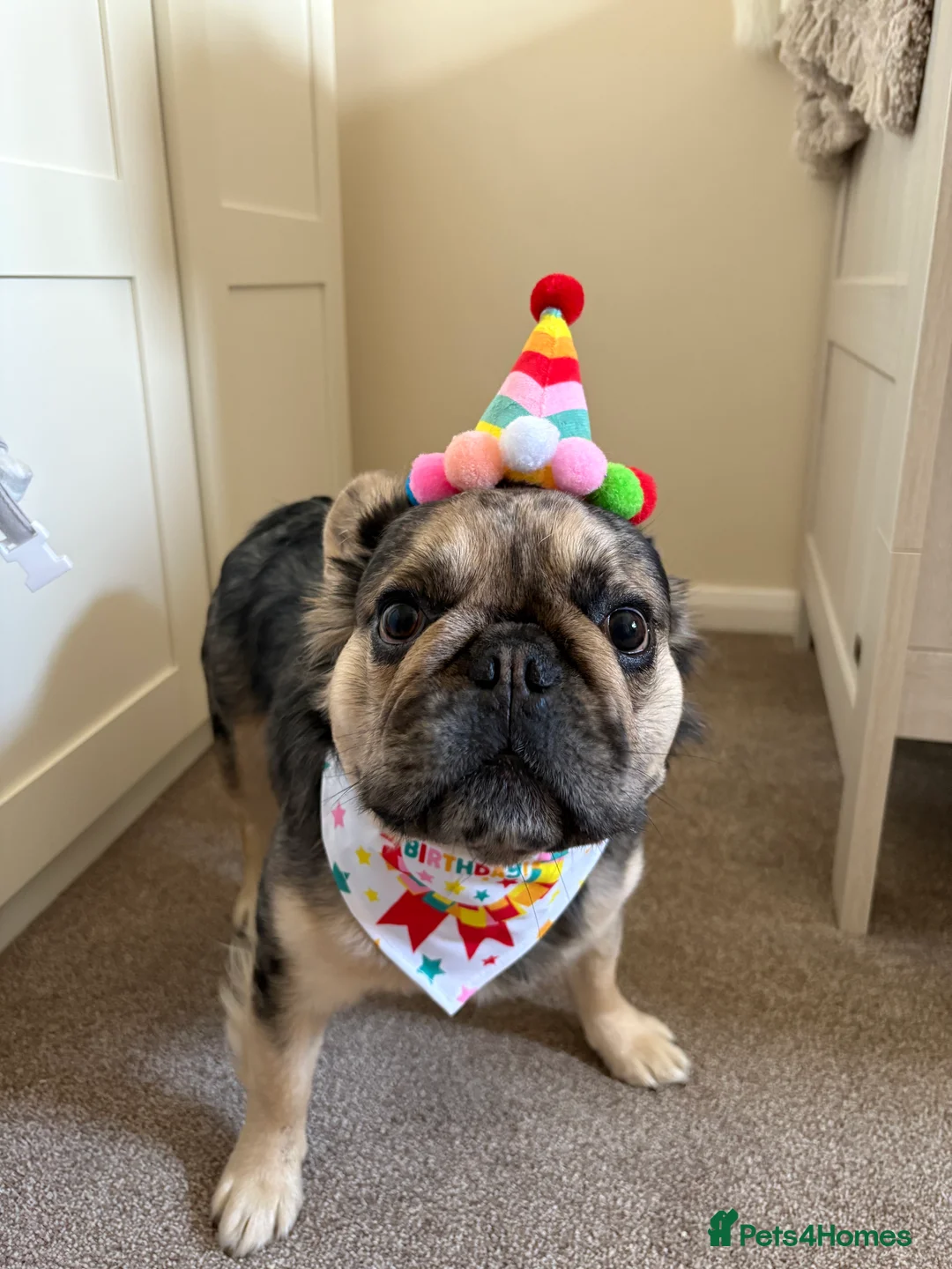 French Bulldog dogs for stud: GIMLI THE GREAT FOR STUD - Advert 10