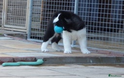 Akita dogs for sale: Quality Akita Babies (& KC Registered) - Image 26