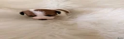 Jack Russell dogs for sale: Jack Russell puppies  in Consett - Advert 16