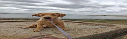 Labrador Retriever dogs for sale: Labrador puppy in Portsmouth - Advert 1