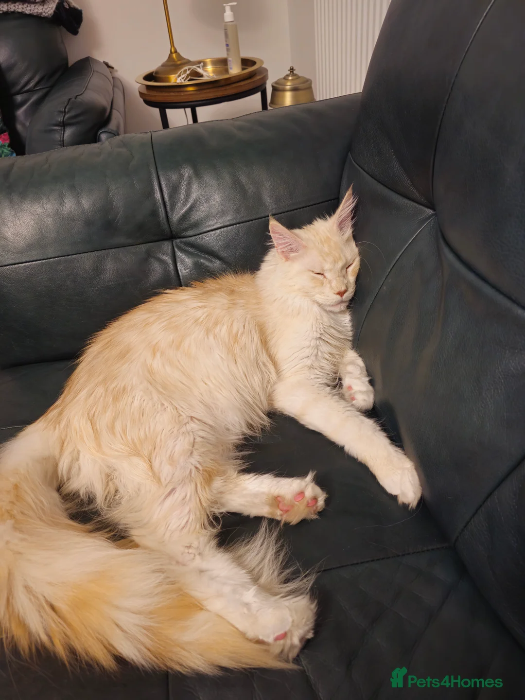 Maine Coon cats for sale: Stunning TICA Registd Maine Coon Needs a New Home  - Advert 6