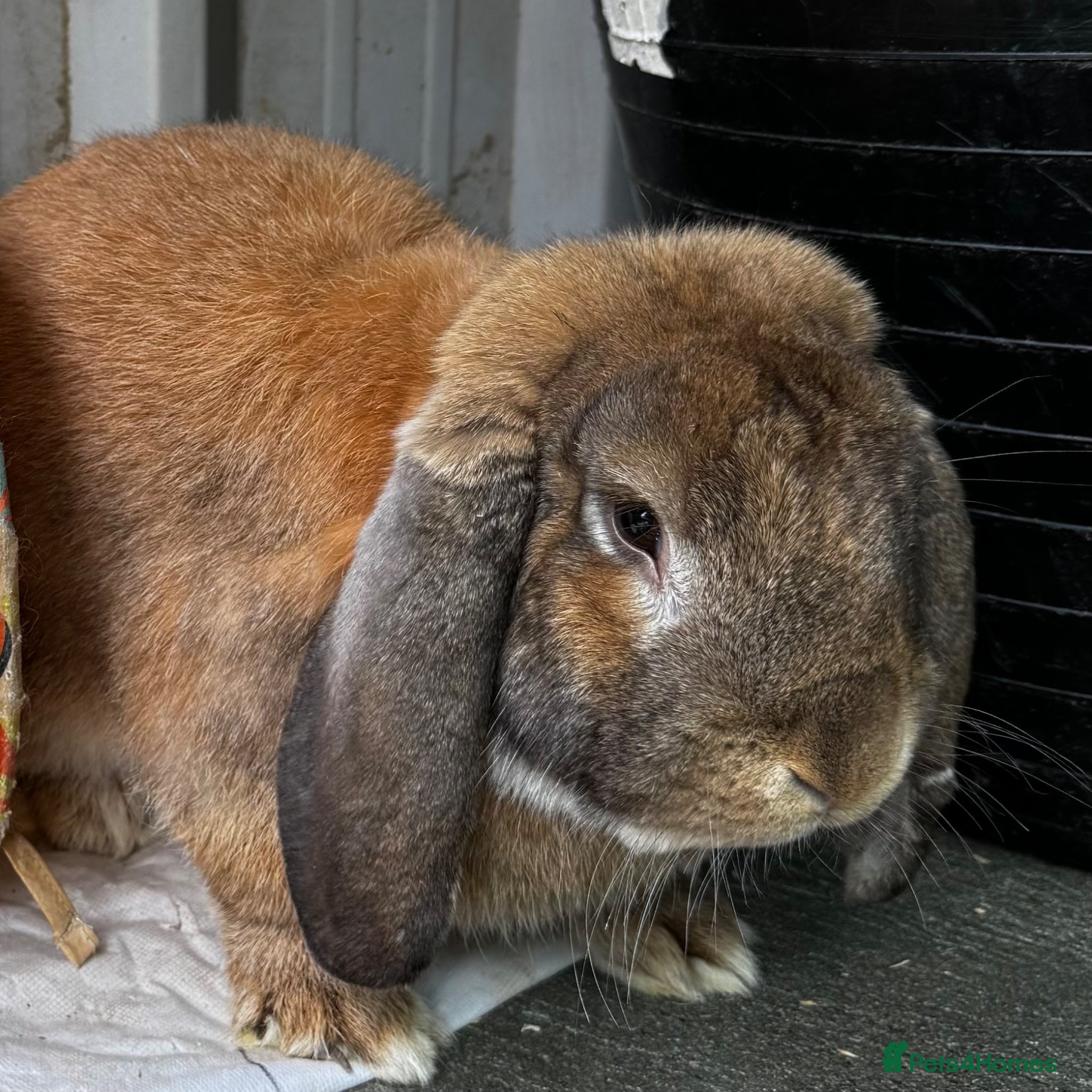 French Lop rabbits 8 month old Pure French lop buck  - Advert 15