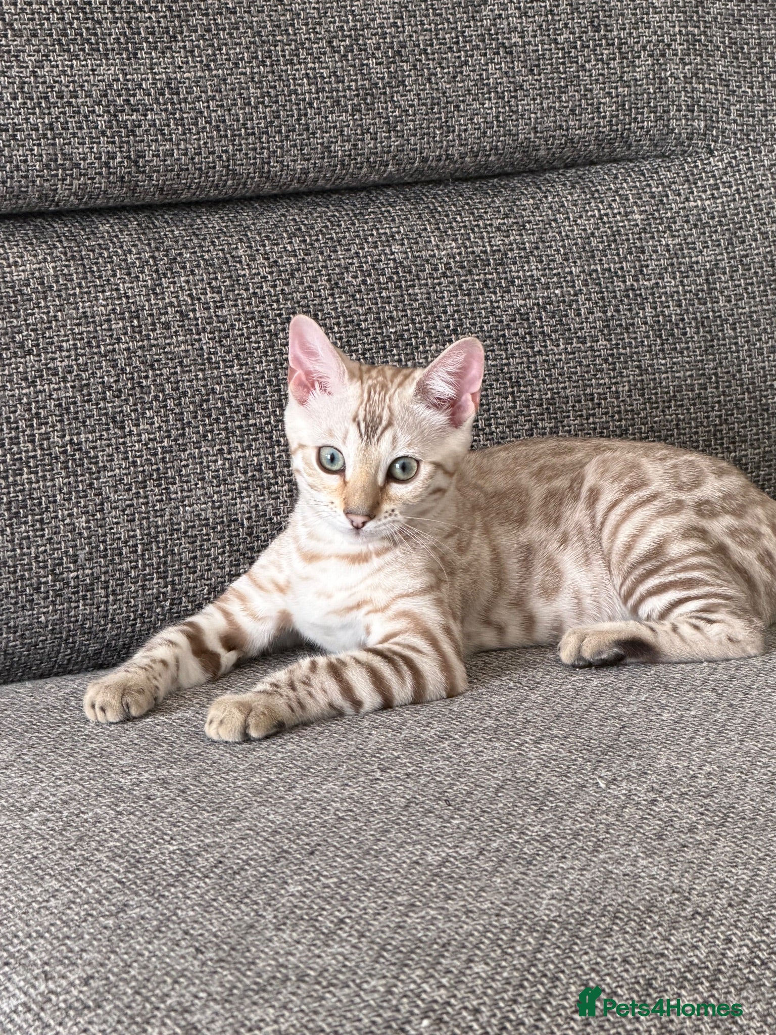 Bengal cats Stunning Bengal Kitten  - Advert 1