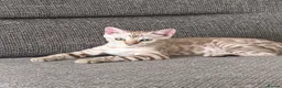 Bengal cats for sale: Stunning Bengal Kitten  - Advert 1