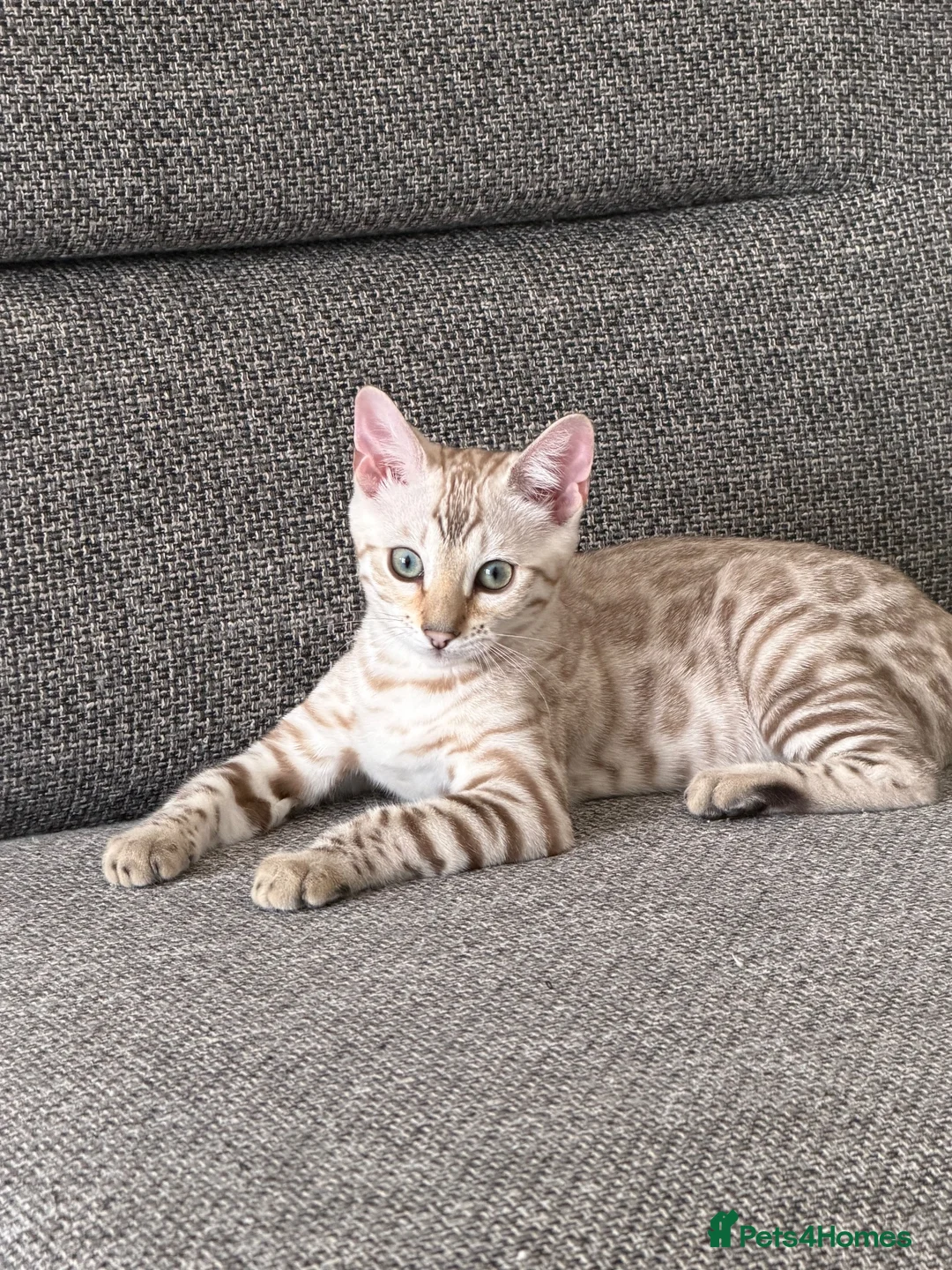 Bengal cats for sale: Stunning Bengal Kitten  - Advert 1