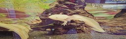 Axolotl reptiles for sale: A pair of male axolotl  - Advert 5