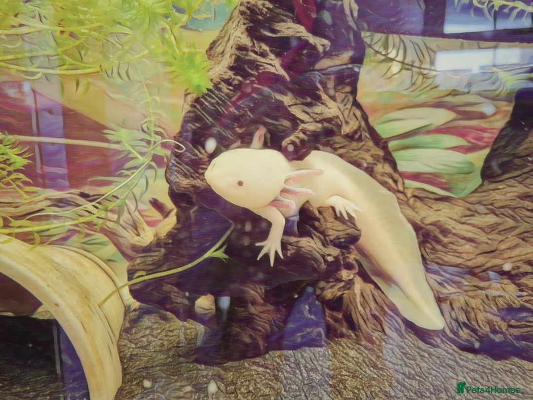 Axolotl reptiles for sale: A pair of male axolotl  - Advert 5