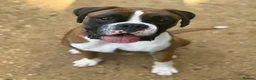 Boxer dogs for stud: KC Reg & Fully Health Tested Flashy Male For Stud - Advert 5