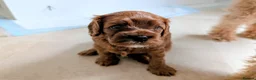 Cavapoo dogs for sale: Red Cavapoo boy- Parents DNA,Heart & eyes clear - Advert 6