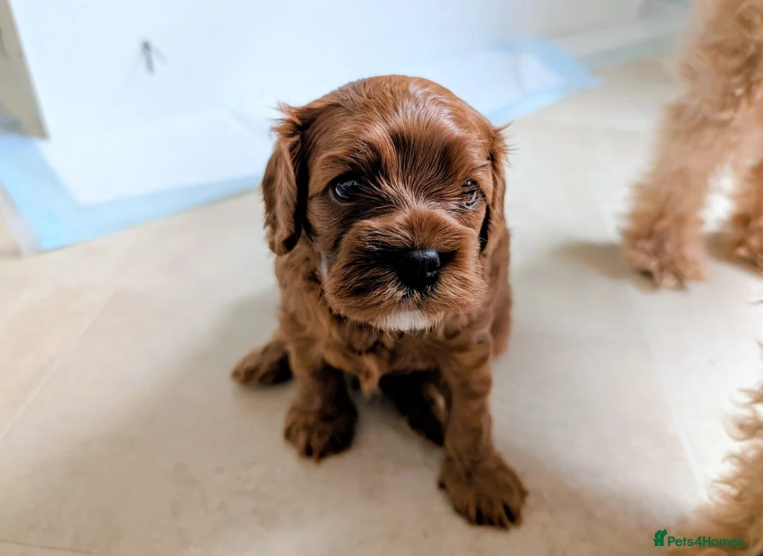 Cavapoo dogs for sale: Red Cavapoo boy- Parents DNA,Heart & eyes clear - Advert 6