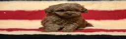 Mixed Breed dogs for sale: Beautiful Cavapoochon litter  - Advert 2