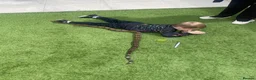 Boa Snake reptiles for sale: isle de maize dwarf boa+ vivarium in West Bromwich - Advert 9